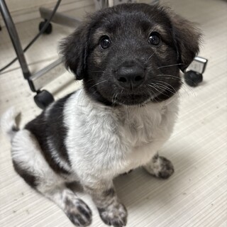 これでも野犬の仔犬⭐︎ふわふわ毛の甘えん坊