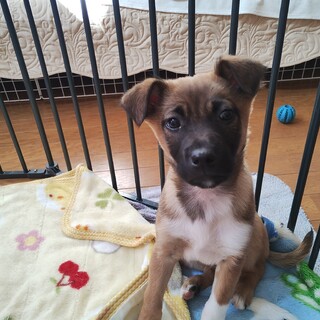 約2ヶ月半の女の子【緑】