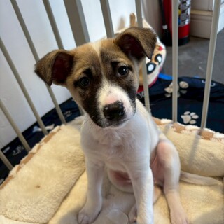 約2ヶ月半の男の子【はく】