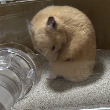 キンクマのぽんず