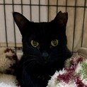 黒猫くーちゃん