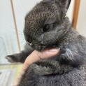 ネザーランドドワーフ　