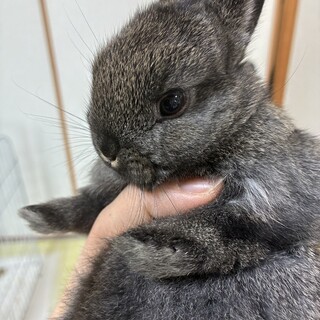 ネザーランドドワーフ　