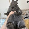 ネザーランドドワーフ　 サムネイル2