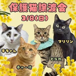 ★猫の未来とびら譲渡会★東銀座徒歩2分★東劇隣