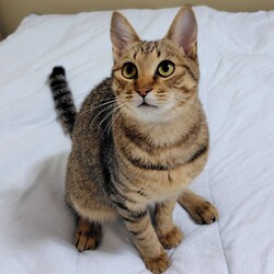 ★猫の未来とびら譲渡会★東銀座徒歩2分★東劇隣 サムネイル3