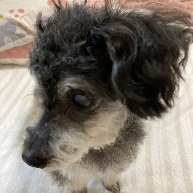 にしはらひとみのカバー写真