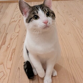 【シロキジ】10ヶ月のオス（兄弟あり）