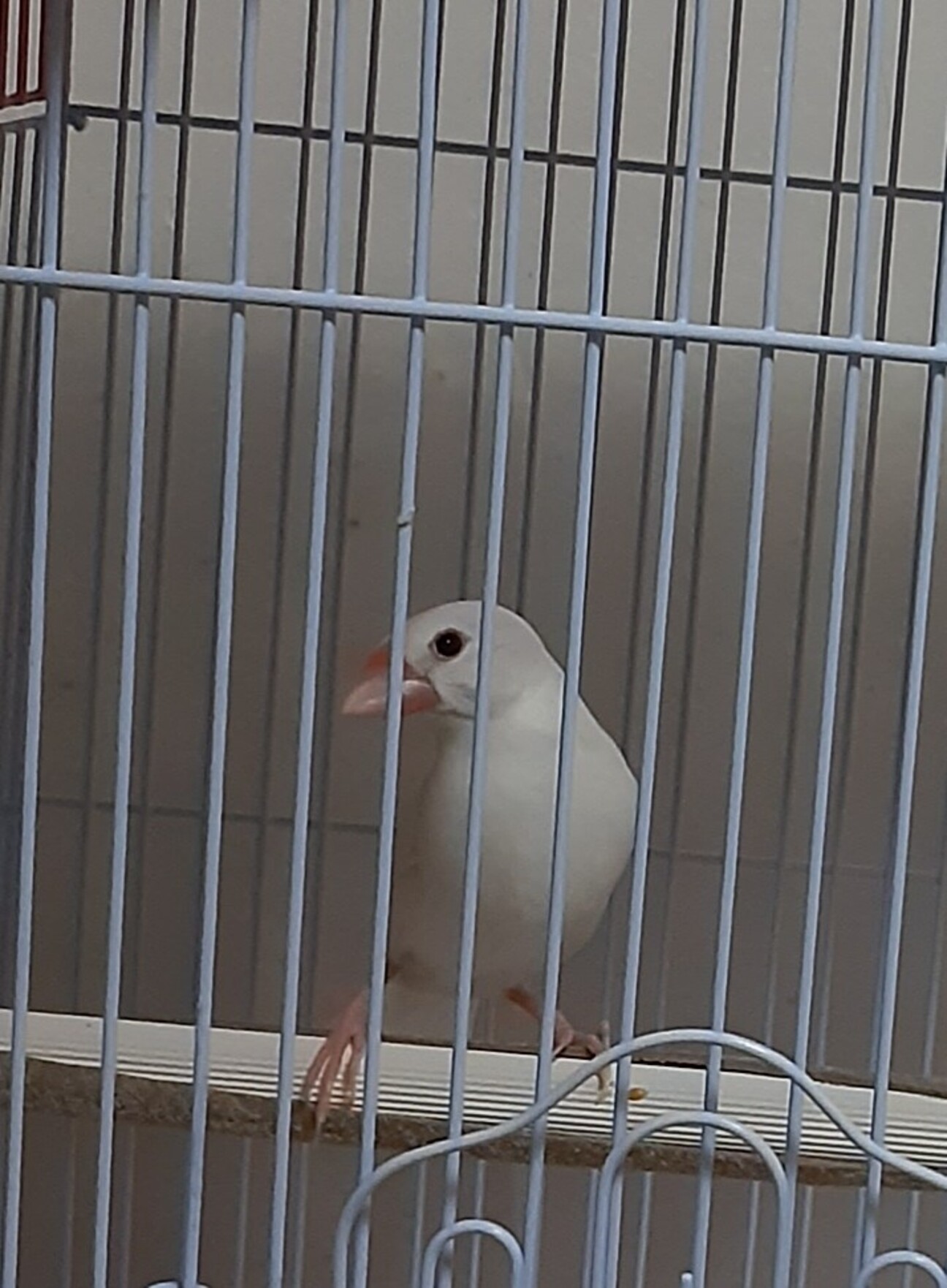 白文鳥、雌、2歳」埼玉県 - 鳥の里親募集(536427) :: ペットのおうち