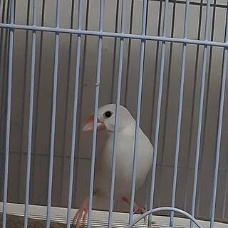 白文鳥、雌、2歳