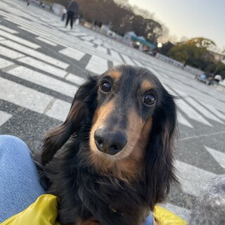 お膝大好き甘えん坊さんのもず