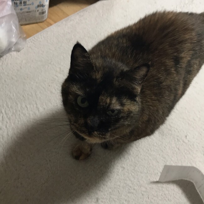 ポロト湖のカバー写真