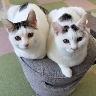 かわいいモコモコ兄弟猫☆