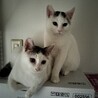 かわいいモコモコ兄弟猫☆ サムネイル2