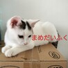 かわいいモコモコ兄弟猫☆ サムネイル3