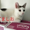 かわいいモコモコ兄弟猫☆ サムネイル4