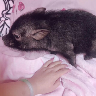 マイクロミニブタ