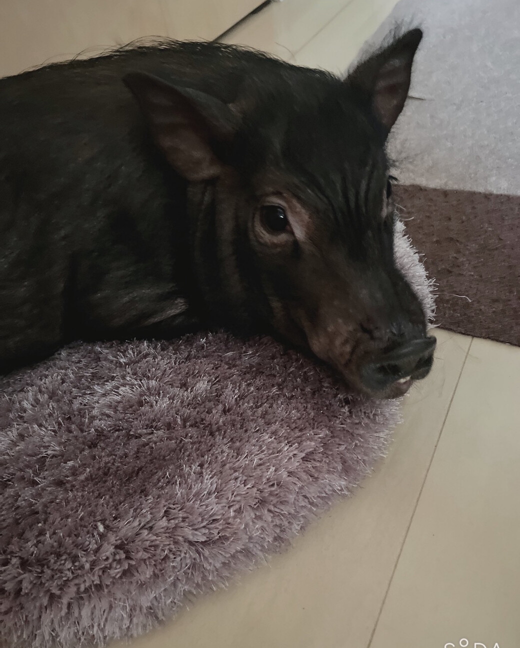 マイクロミニブタ」東京都 - 爬虫類・他の里親募集(536429) 2枚目の