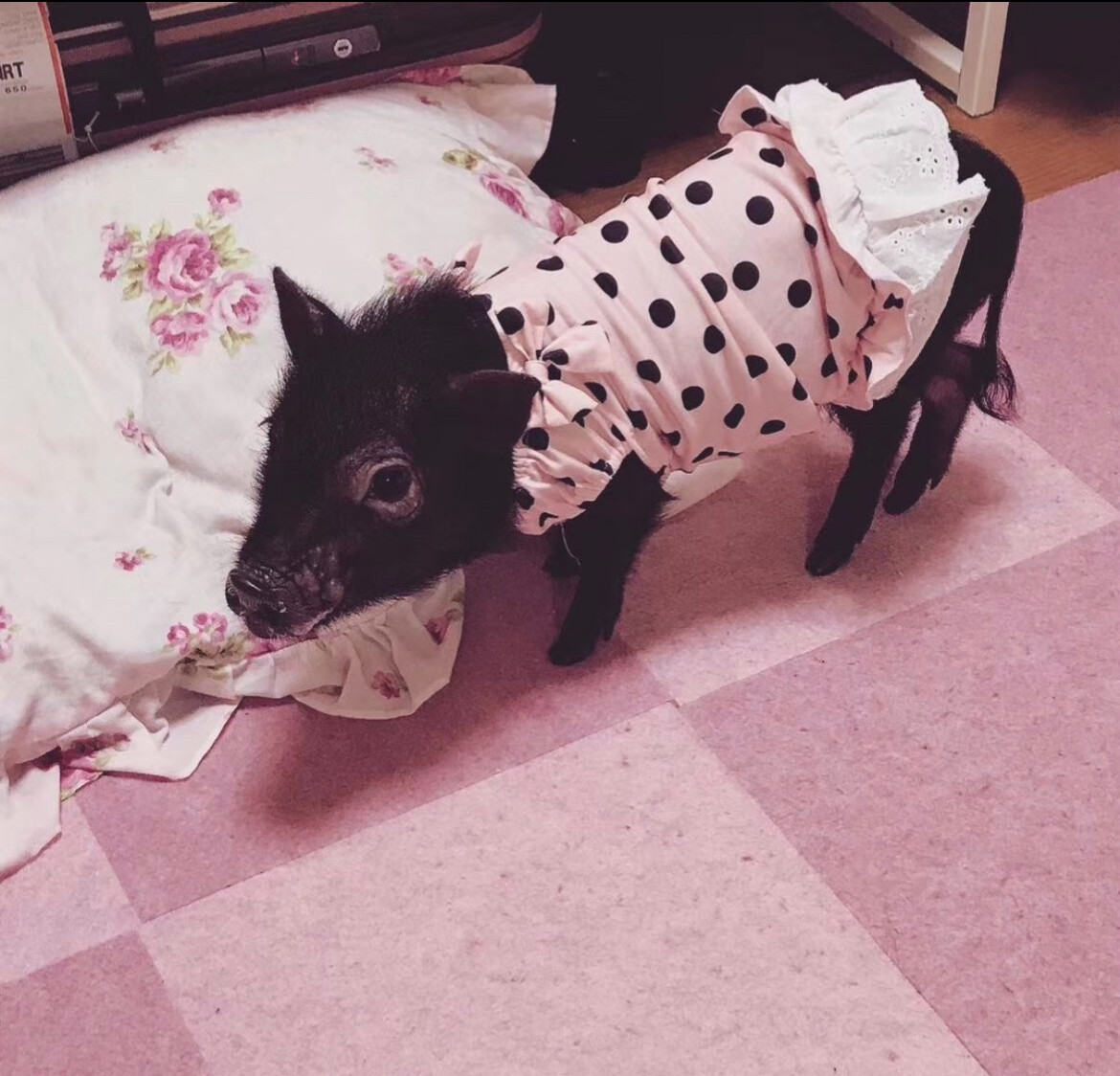 マイクロミニブタ」東京都 - 爬虫類・他の里親募集(536429) 3枚目の