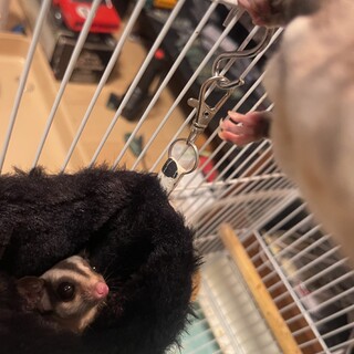 フクロモモンガの男の子