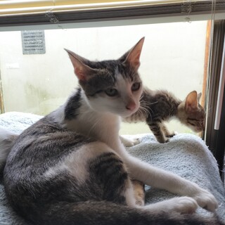 4匹の子猫を育て上げた剛腕ママ猫☆