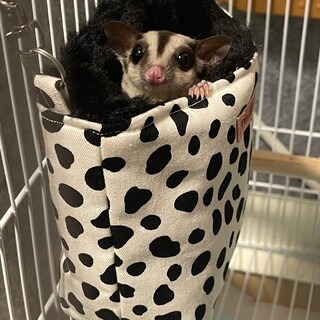 フクロモモンガの女の子