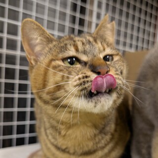 トライアル決定【かなで】