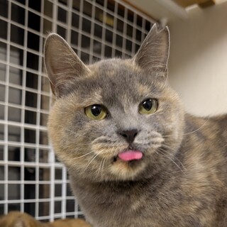 トライアル決定【あこ】