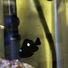 ミツボシクロスズメダイの里親募集募集‼︎ サムネイル2