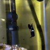 ミツボシクロスズメダイの里親募集募集‼︎ サムネイル3