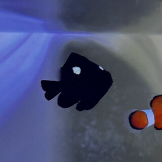 ミツボシクロスズメダイの里親募集募集‼︎