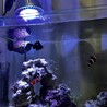ミツボシクロスズメダイの里親募集募集‼︎ サムネイル4