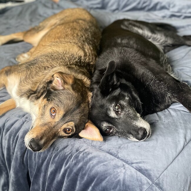 MAMI Pのカバー写真