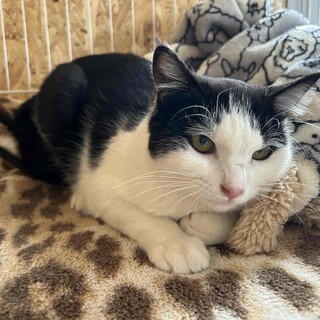 甘えん坊の黒白ハチ割れの女の子