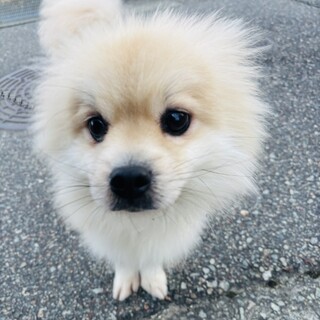 人が大好き！元気で陽気なチワワのツナ君