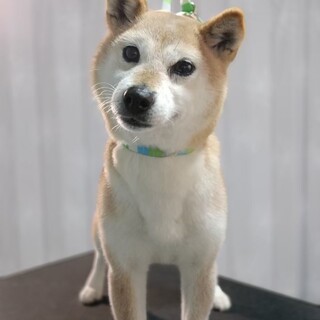 小ぶりな美犬　柴犬らしい女の子ナナちゃん