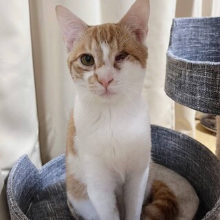 猫も人も大好き♡甘えんぼうの男の子