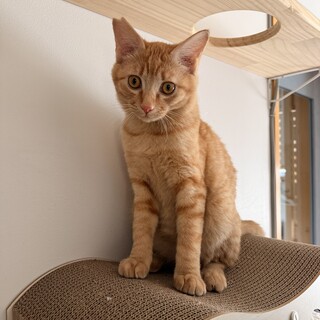 クリーム色 みきくん