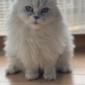 可愛いがっていただる方