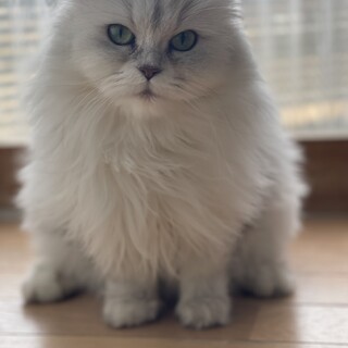 可愛いがっていただる方