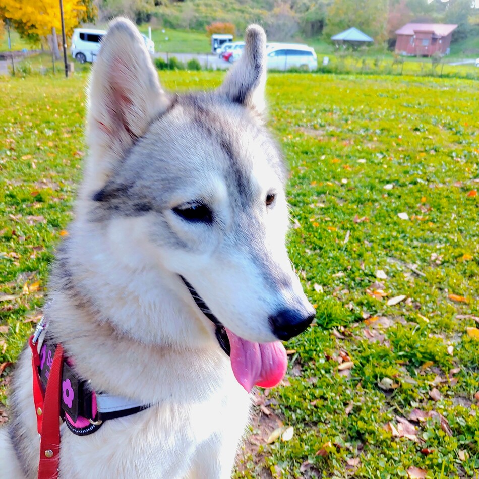 Sarahのカバー写真