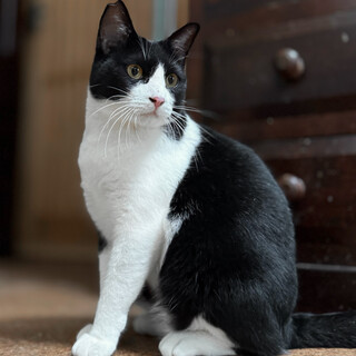 ツヤツヤ白黒ハチワレ/遊び好き/セバスチャン