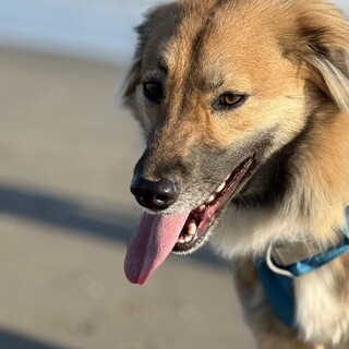 テディ　男の子　“ボクだけを見てほしい”