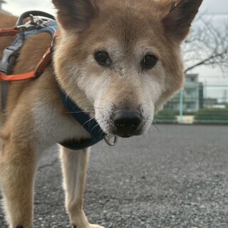 癒しの【ガッツ】くん☆