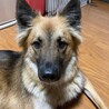 ノヴィ　男の子　甘えまくり内弁慶ボーイ サムネイル4
