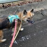 ノヴィ　男の子　甘えまくり内弁慶ボーイ サムネイル6