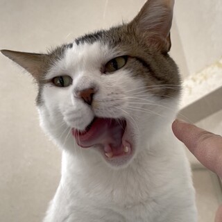 人を信じてくれる健気な富一くん！