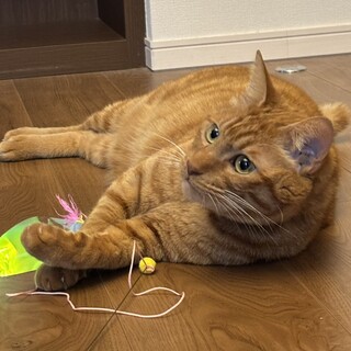 穏やかな甘えん坊　茶トラの男の子マックス