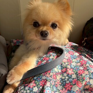 小さくても気が強いチワポメのキキちゃん