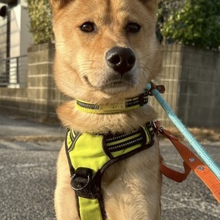 穏やかな性格の【ニキ】くん！